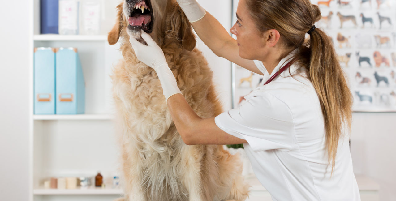 Dog dental health