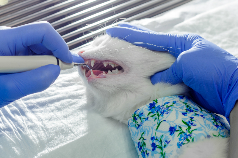 Cat Having Its Teeth Looked At