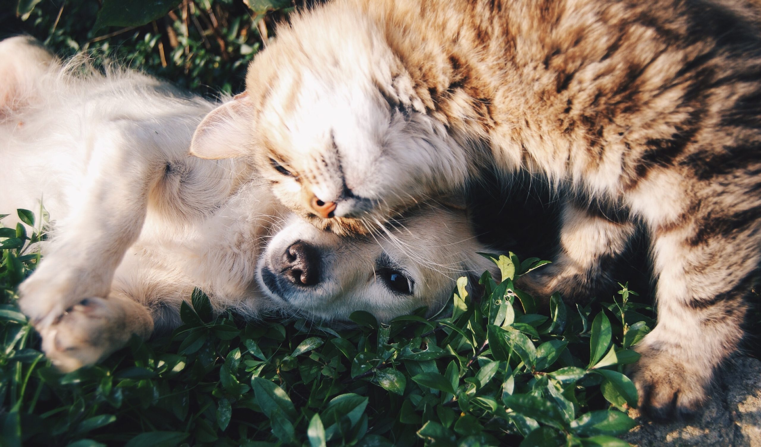 social cat and dog
